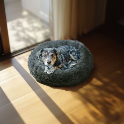 Kutyafekhely - kerek XL méret - 80 cm - szürke